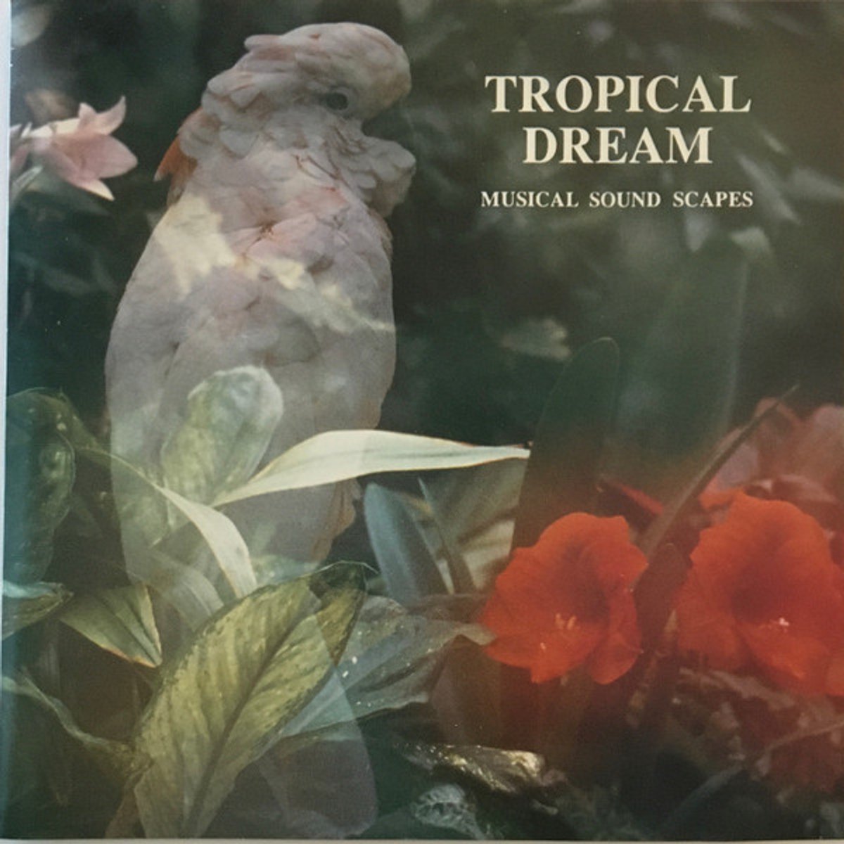 Tropical Dreams