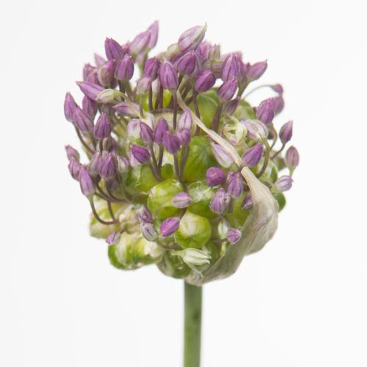 10x Allium green drops 60cm