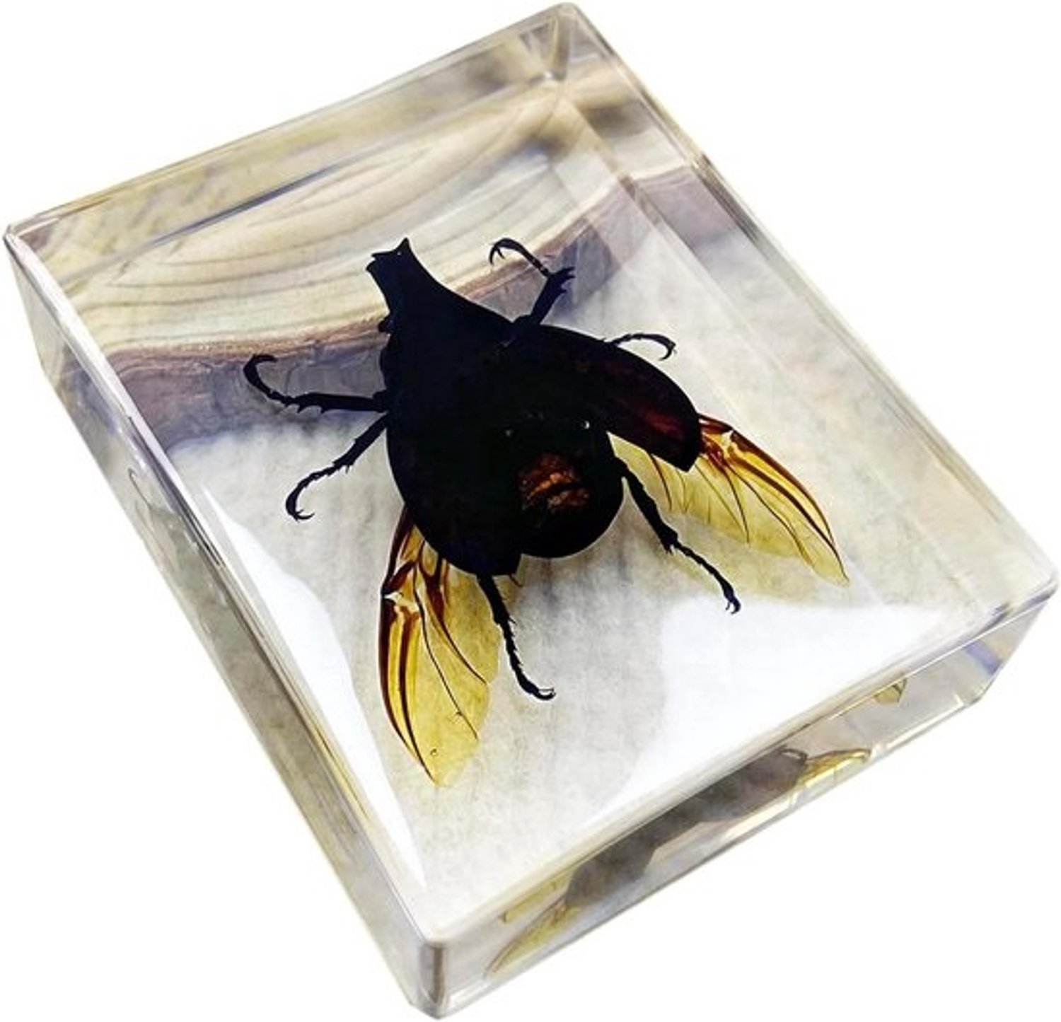 Insectenmodel in hars - Vleugelobservatie - Educatief onderzoek - Transparant hars - 10 cm - Transparant