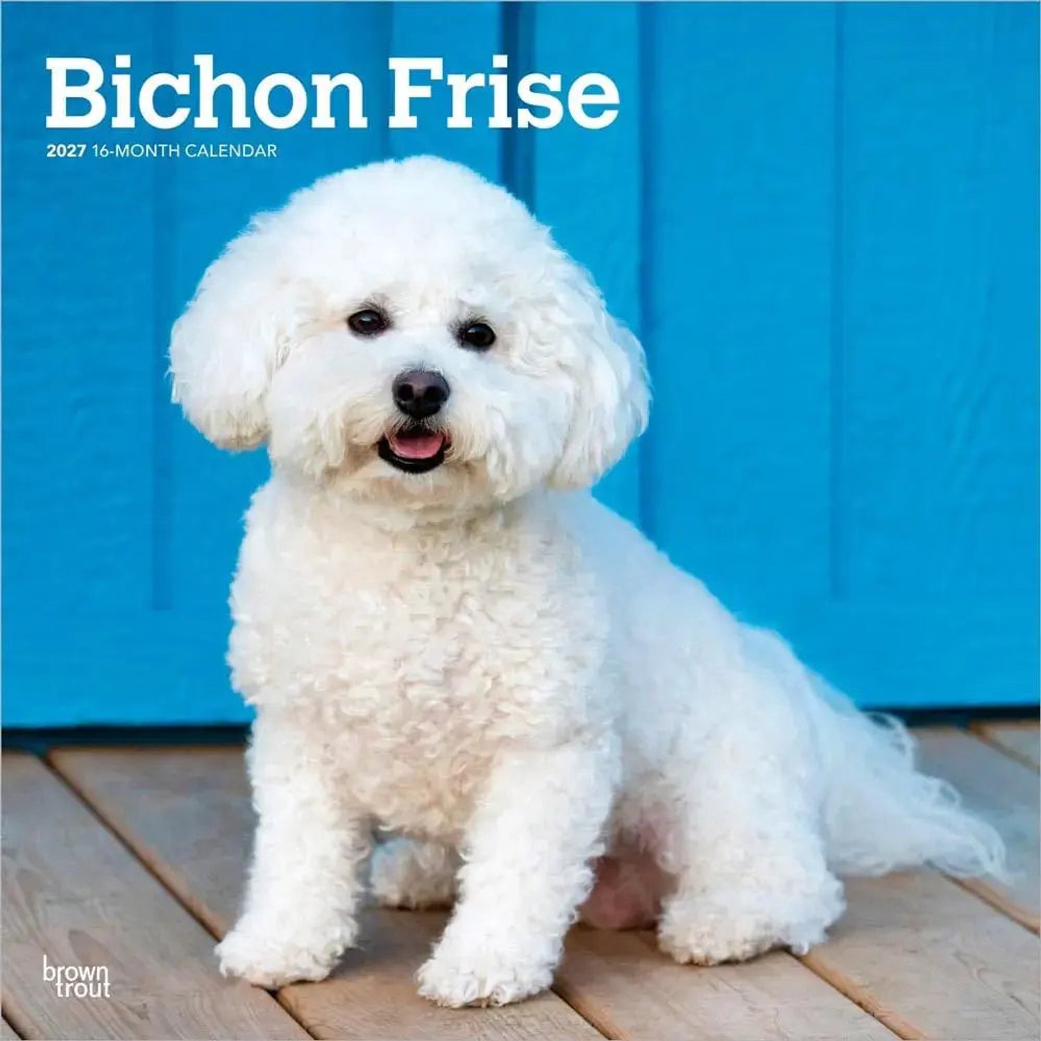 Bichon Frise Kalender 2027