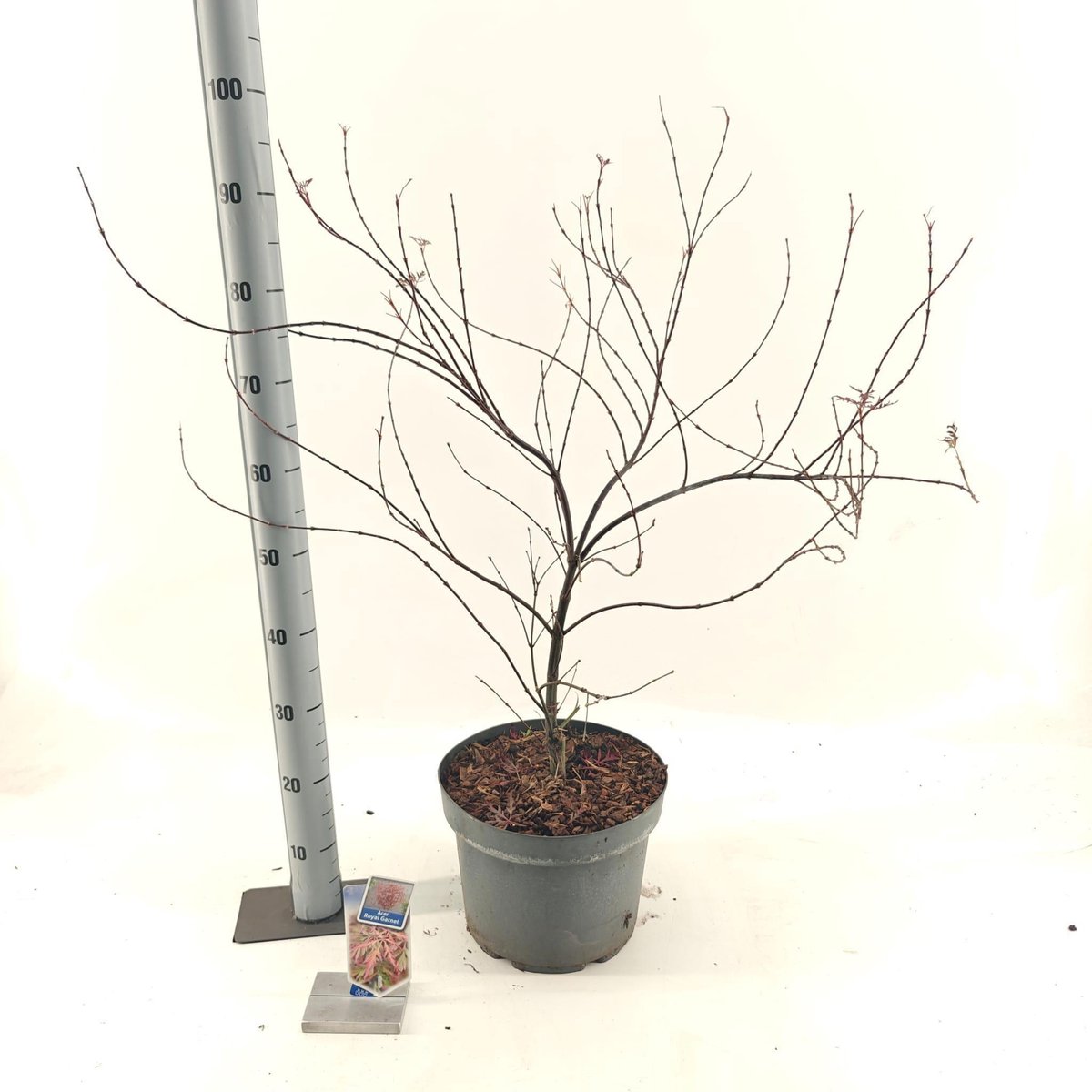 Acer pal. Royal Garnet - Japanse Esdoorn | 80-100 cm in pot
