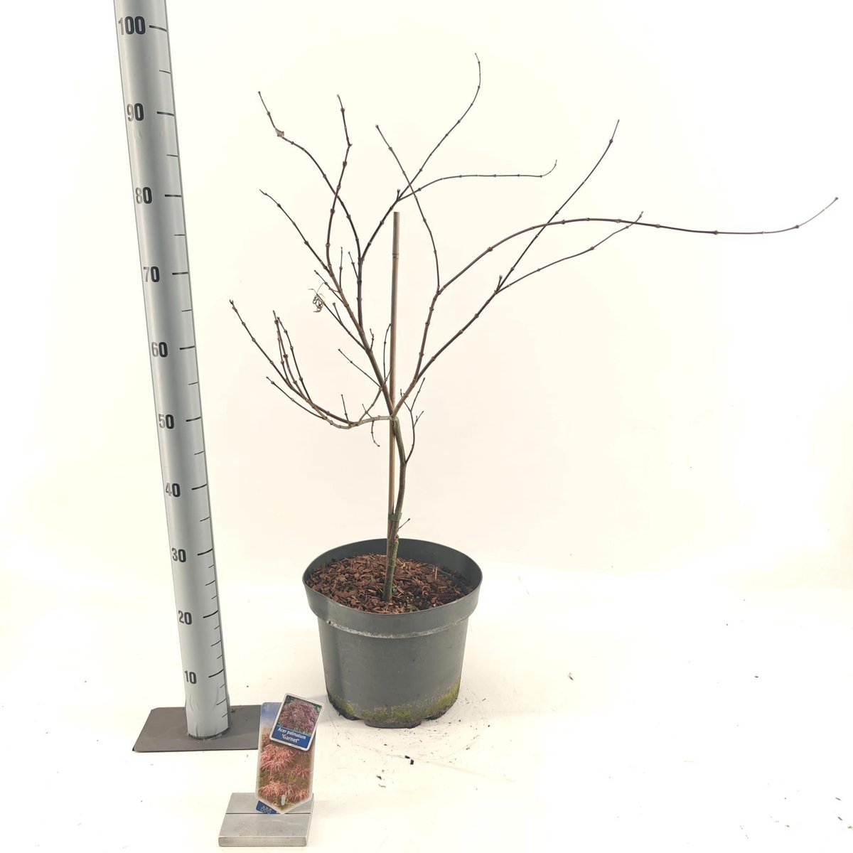 Acer pal. 'Garnet' - Japanse Esdoorn | 70-80 cm in pot
