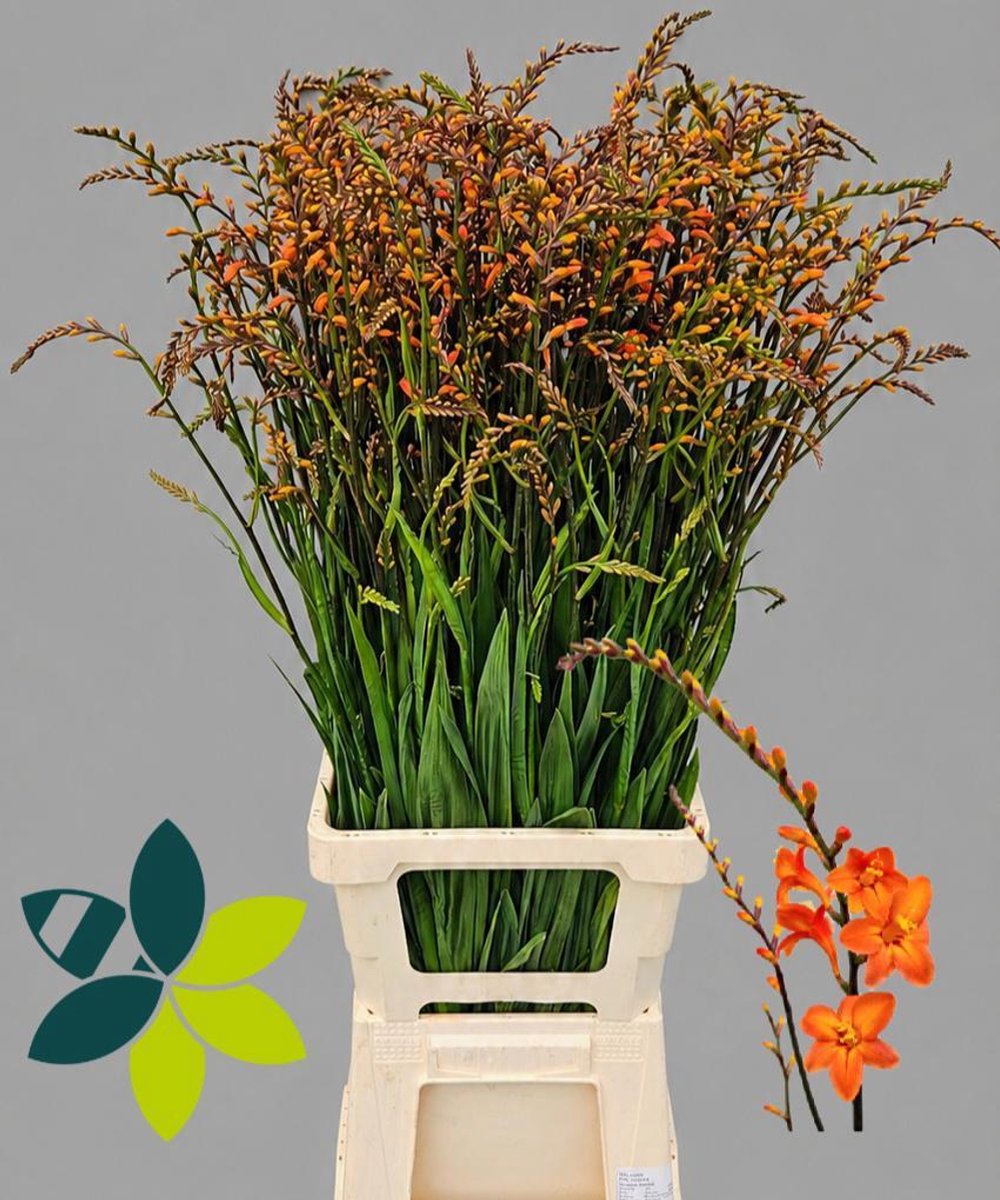 20x Crocosm.peach melba 80cm