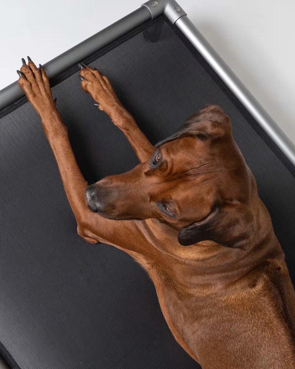 TrendPet Hondenstretcher 125x90 cm - Verhoogd Hondenbed Op Pootjes - Ademend - Voor Binnen & Buiten - Zwart