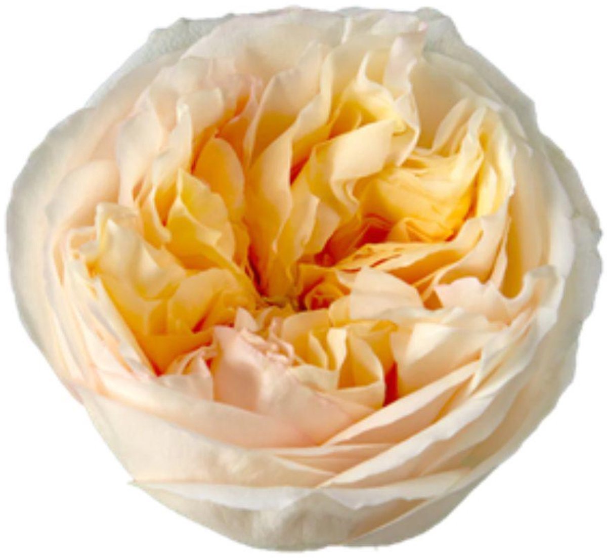 25x Rosa cream x-pression 50cm