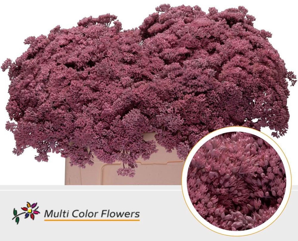 25x Sedum roze 50cm