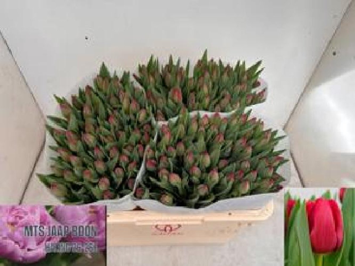 50x Tulipa epic en 30cm