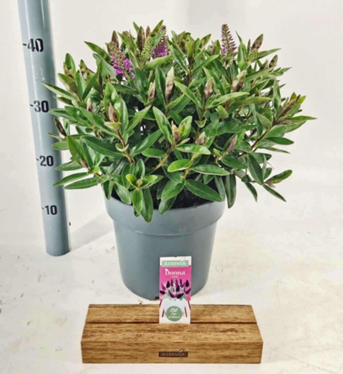 Hebe Donna® 'Pink' (Addenda) - Struikveronica | 30-40 cm in pot 5 liter