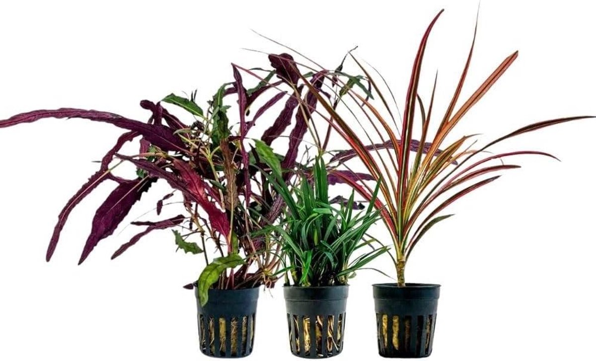Terrariumplanten Set - Planten voor Terrarium - Decoreren Terrarium - Luchtreinigend - 3 Stuks - Groen Rood