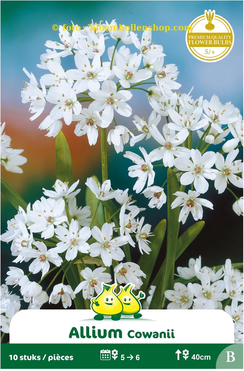 4 Zakjes allium cowanni maat 5/+