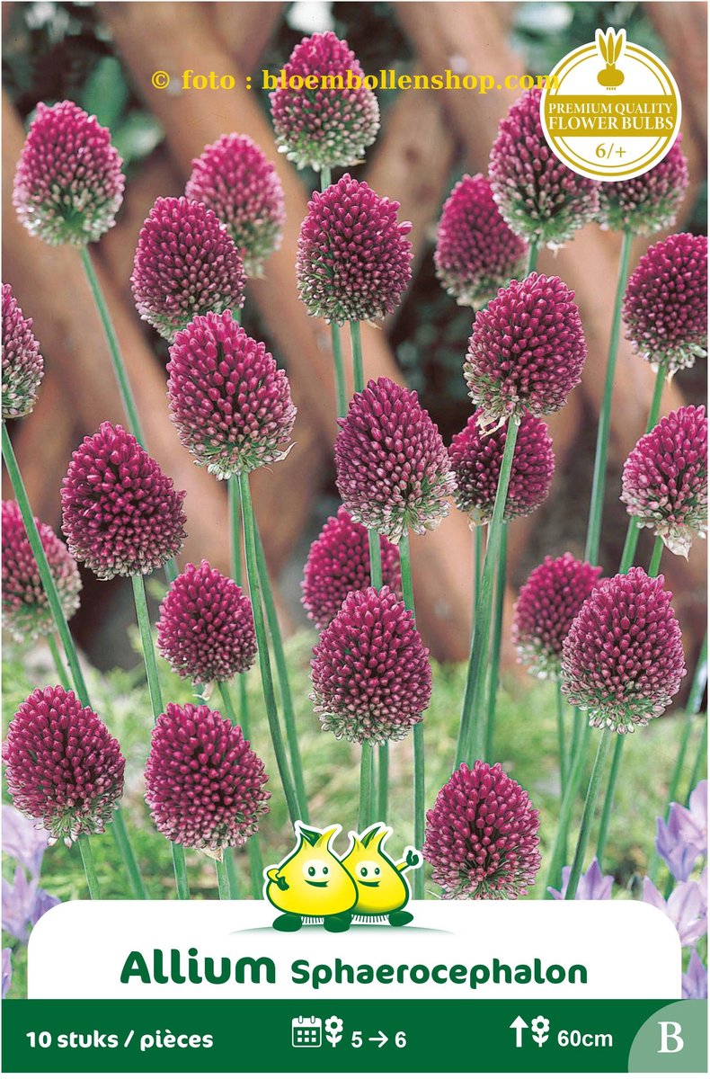 4 zakjes Allium Sphaerocophalum maat 6/+