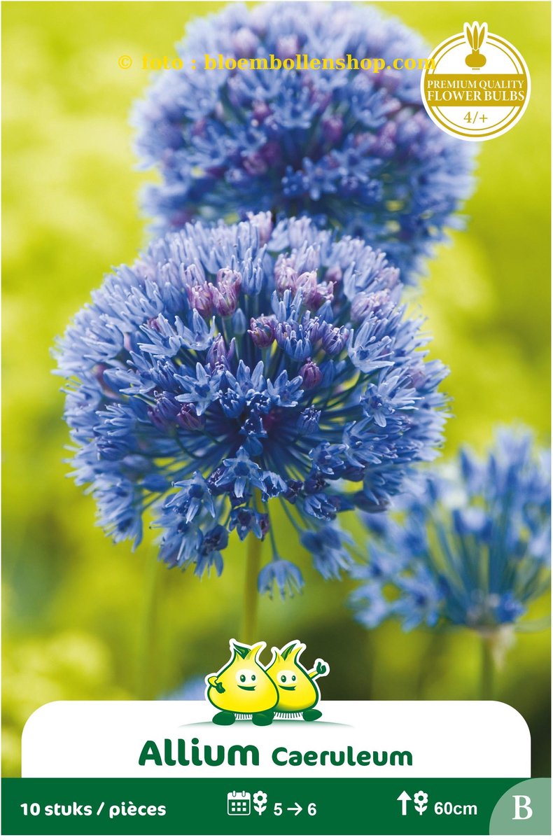 4 Zakjes allium caeruleum maat 4/+
