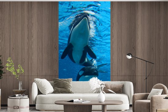 Papier peint photo Orcas - Deux Orcas sous l' eau largeur 120 cm x hauteur 240 cm - impression photo sur papier peint en vinyle (disponible en 7 tailles) - chambre / chambre / bureau de vie