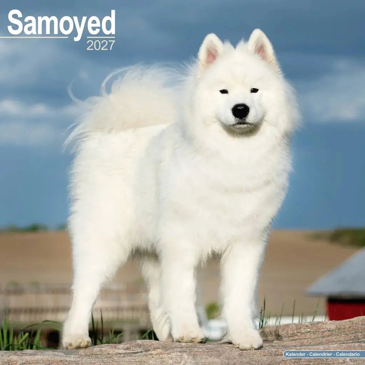 Samojeed Kalender 2027