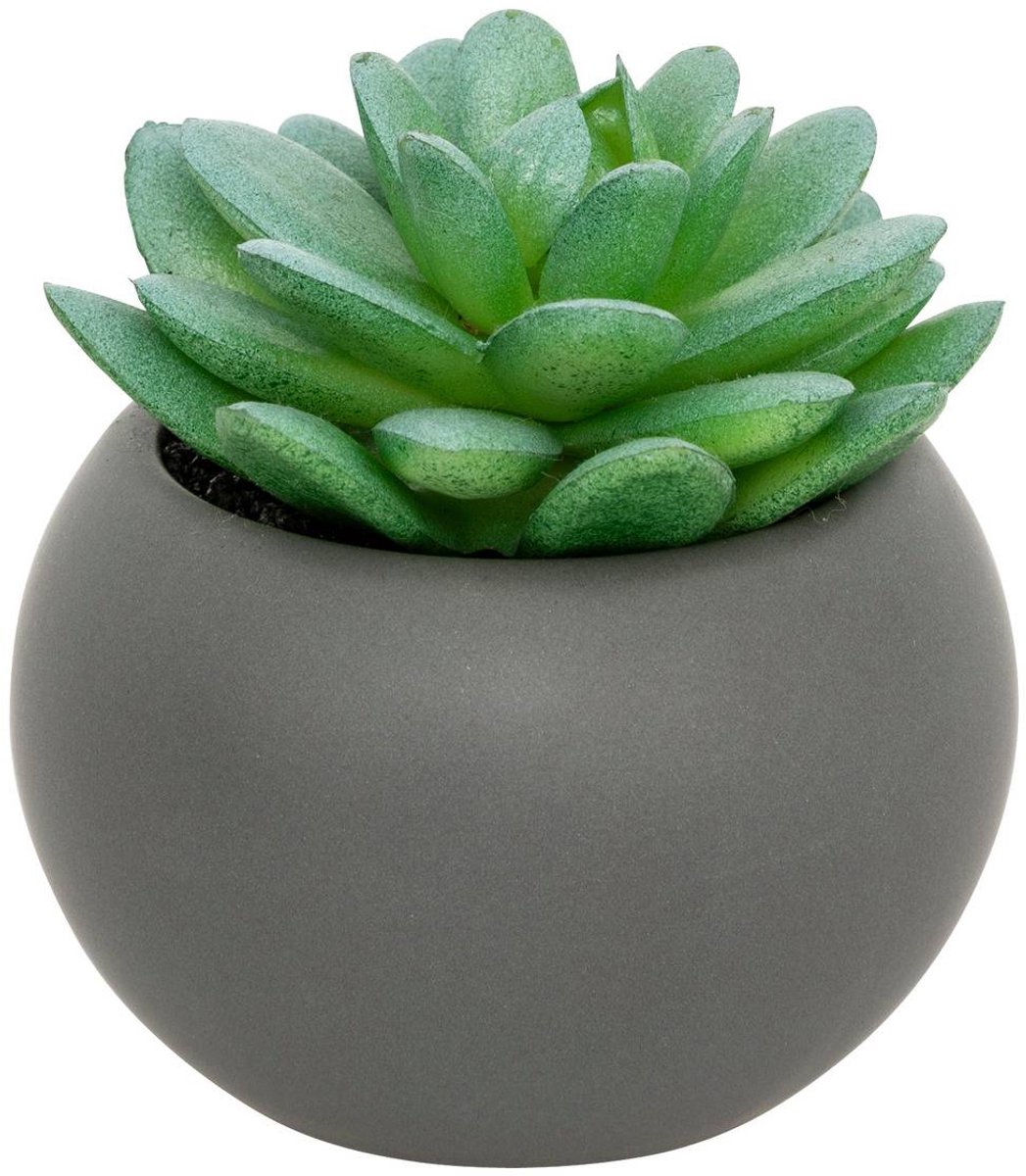Vetplant in pot ANDA