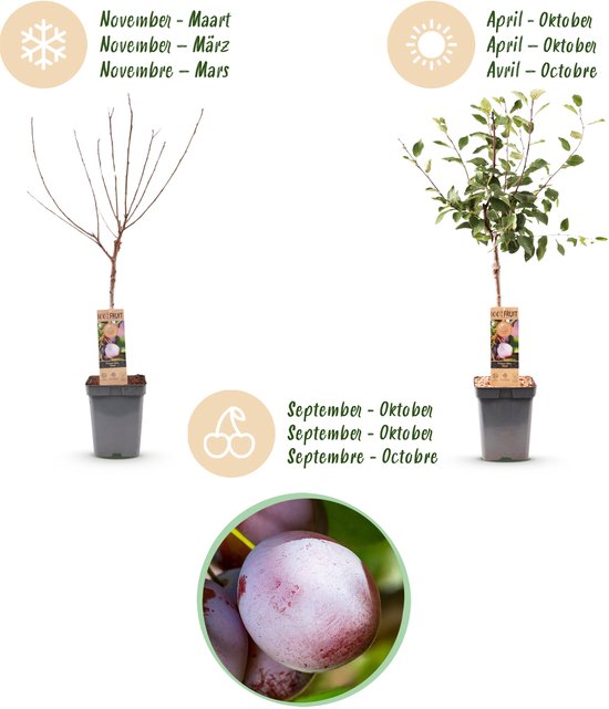 Pruimenboom in de winter en zomer, met vruchten en afmetingen 21cm pot, 90cm hoogte.