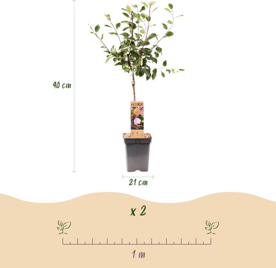 Pruimenboom met pot van 21cm en hoogte van 90cm, met schaalverdeling.