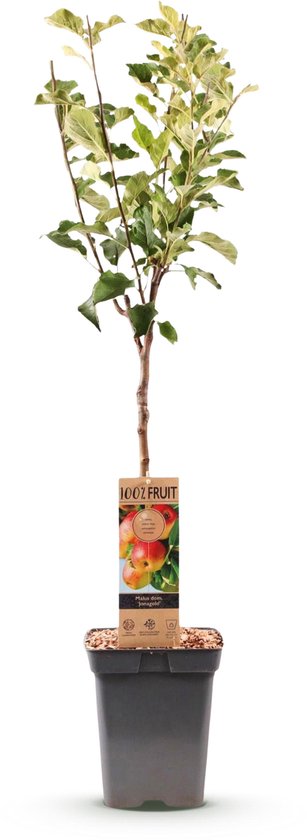 Appelboom 'Jonagold' met het label '100% Fruit' met een afbeelding van appels. De boom is ongeveer 90cm hoog en staat in een zwarte pot.