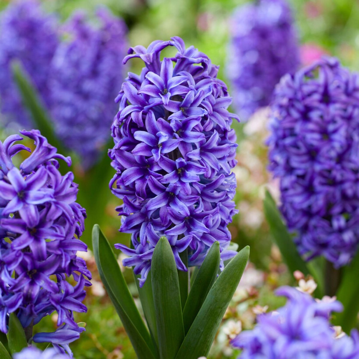 Hyacint (Hyacinthus) - Delfts Blauw - hus Blue Jacket - Bijen-Vlinders - Snijbloemen - Geurend - Voorjaarsbollen - bloeit in Maart / April / Mei