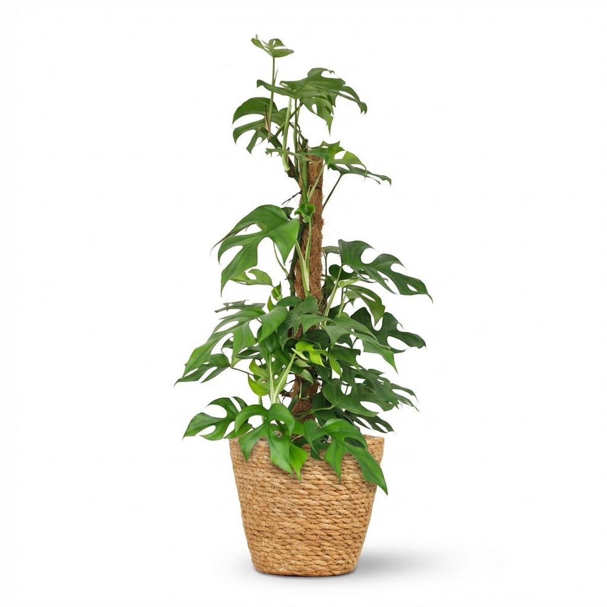 Plantenboetiek.nl | Mini Gatenplant - Monstera Minima Mosstok - Groen - Weinig onderhoud - met Mand - Ø19cm - 80-90cm hoog - Kamerplant - Groenblijvend