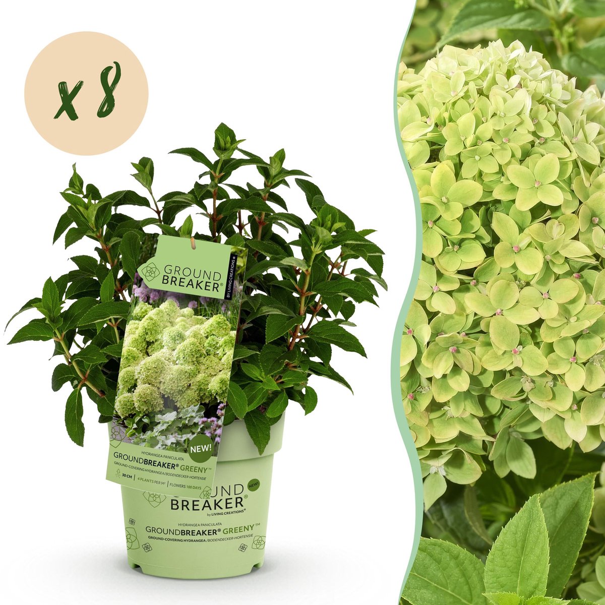Plantenboetiek.nl | Hydrangea panniculata Groundbreaker Greeny - Pluimhortensia - Winterhard - Creme - 8 Planten - Ø14cm - 20-25cm hoog - Tuinplant