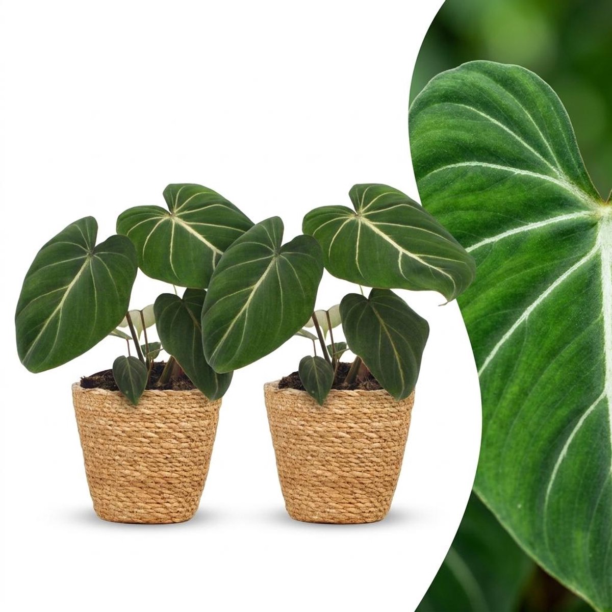 Plantenboetiek.nl | Philodendron Gloriosum - Glorie Philodendron - 2 Planten - met Mand - Ø12cm - 25cm hoog