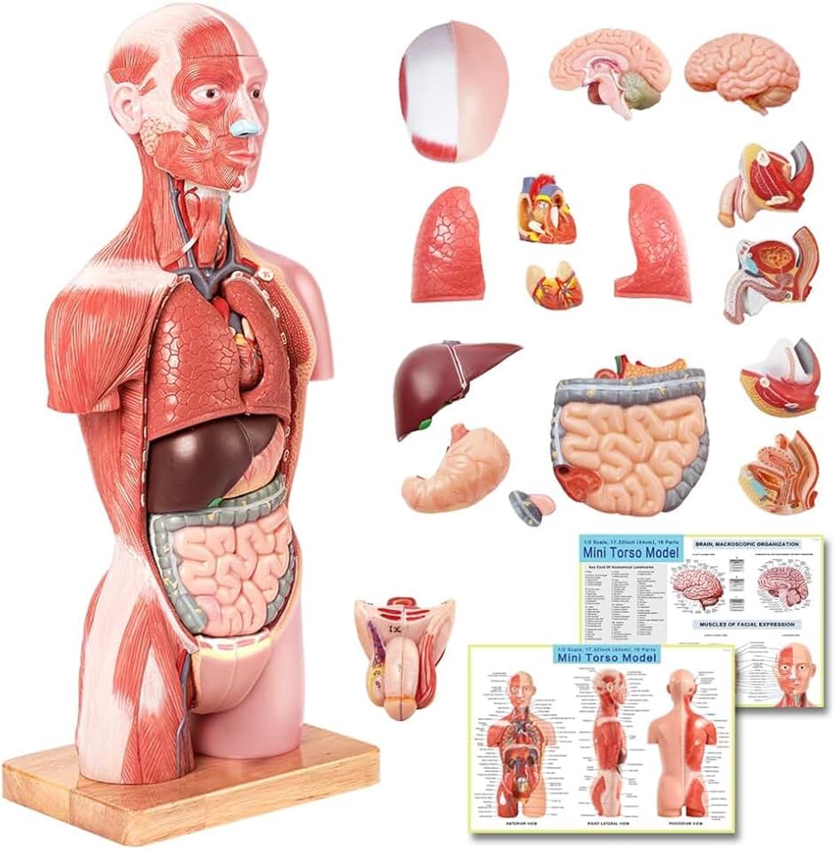 Human Body Model, 17,7 inch (45cm) Menselijk Torso Anatomie Model Met Hart Hoofd Schedel Hersenen Skelet Model, Leeftijd 4+, Kleuterschool Onderwijs Display