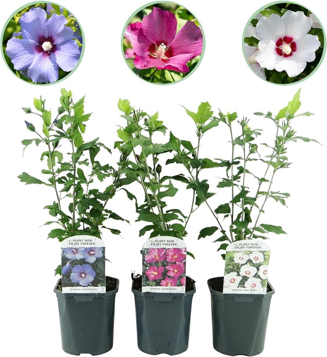 Syriacus Tricolour - Bloem Roze, Wit en Blauw - 3 Planten - Bladverliezend - Weinig Onderhoud - 35-45cm - Ø18cm - Tuinplant