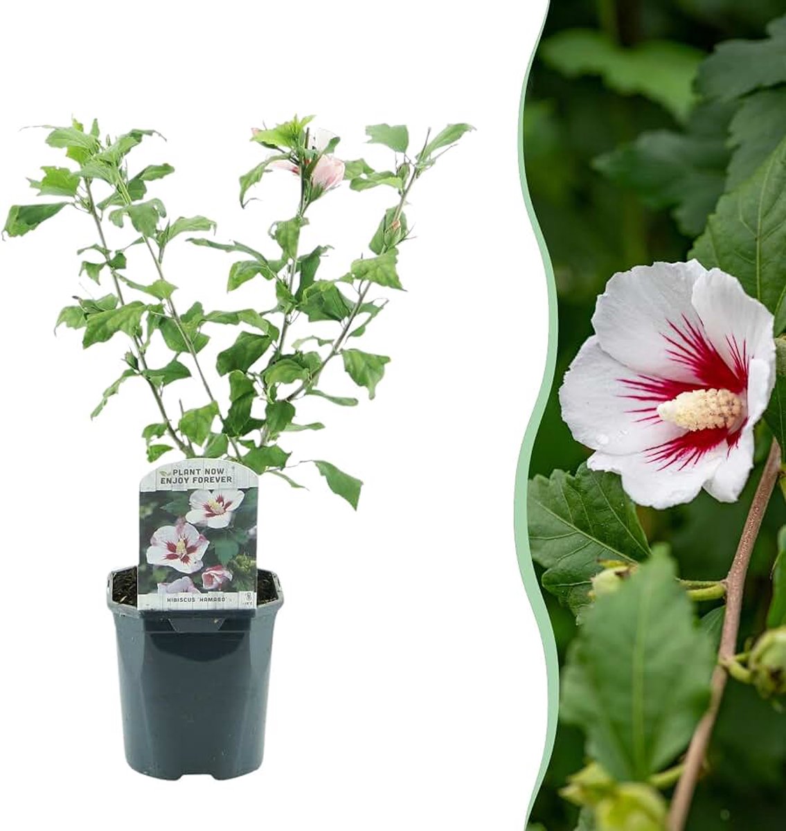 Syriacus Hamabo - Bloem Licht roze - Bladverliezend - Weinig Onderhoud - 35-45cm - Ø18cm - Tuinplant