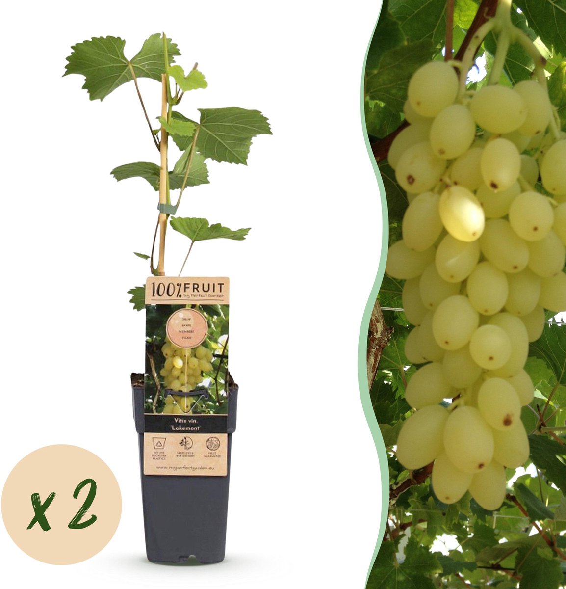 Plantenboetiek.nl | Vitis vinifera Lakemont - Druivenplant - Winterhard - Goudgele Druif - 2 Planten - Ø15cm - 40-50cm hoog - Tuinplant