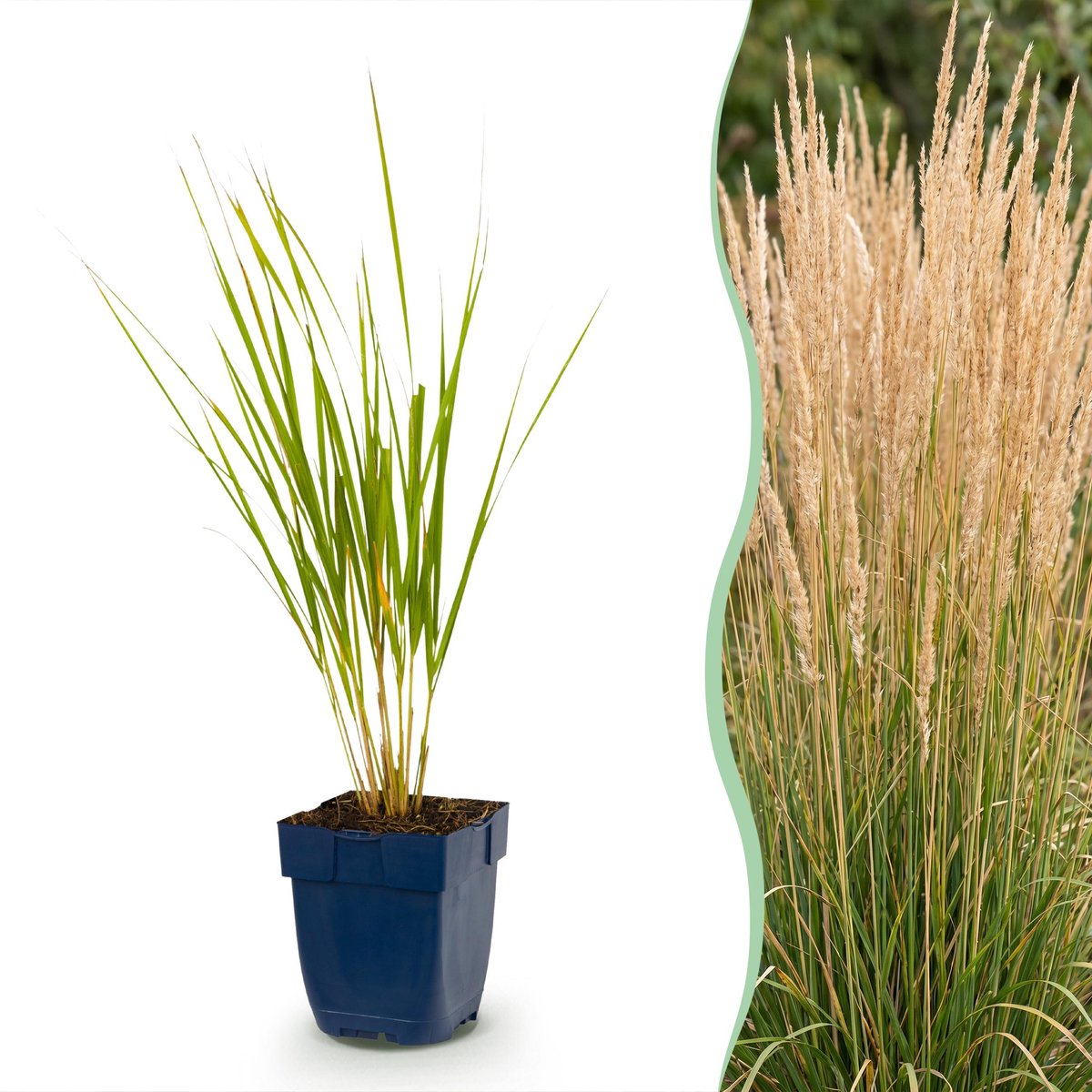 Plantenboetiek.nl | Calamagrostis Karl Foerster - Struisriet - Met Pluim - Groen - 12 Planten - Ø11cm - 15-25cm hoog - Tuinplant