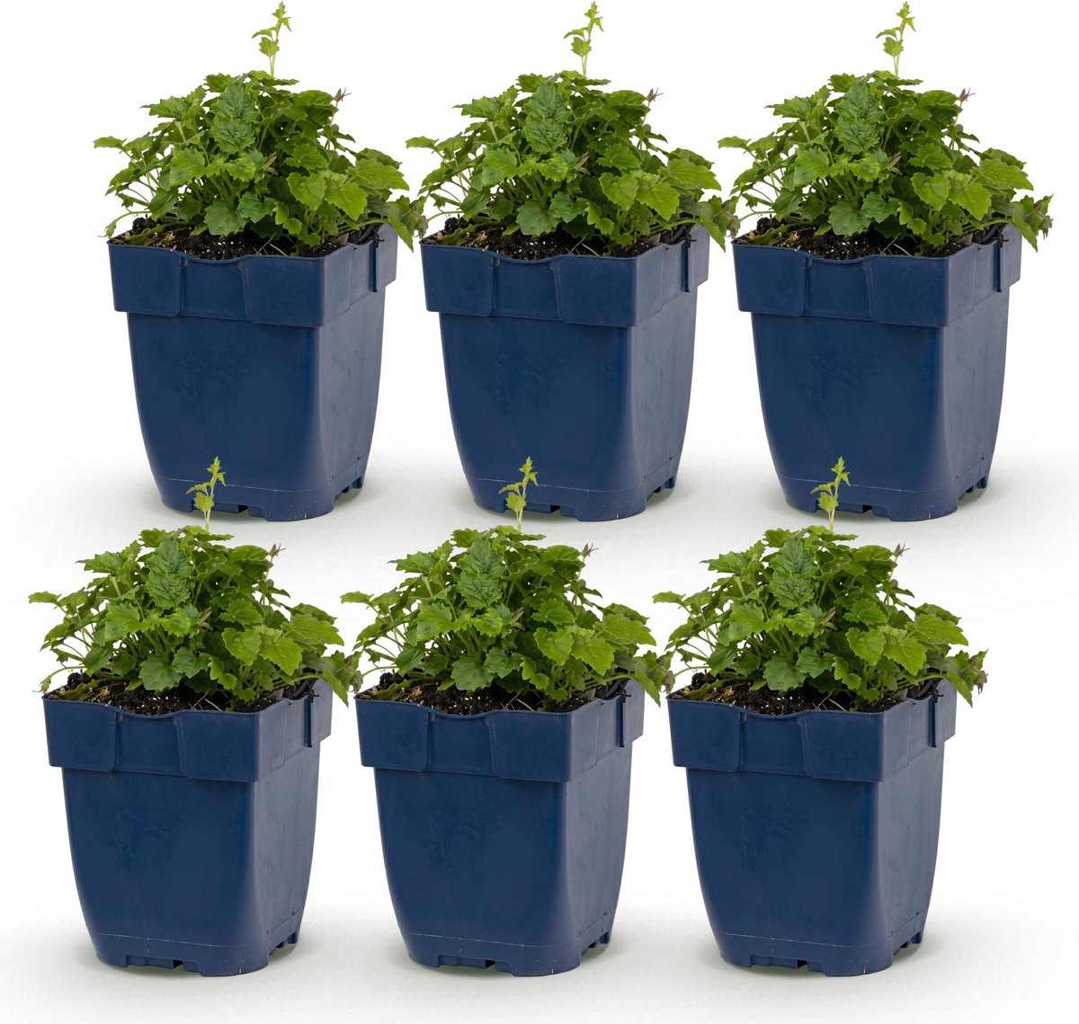Plantenboetiek.nl | Campanula posch. Lisduggan Variety - Ridderspoor - Bodembedekkend - Wit - 6 Planten - Ø11cm - 15-25cm hoog - Tuinplant