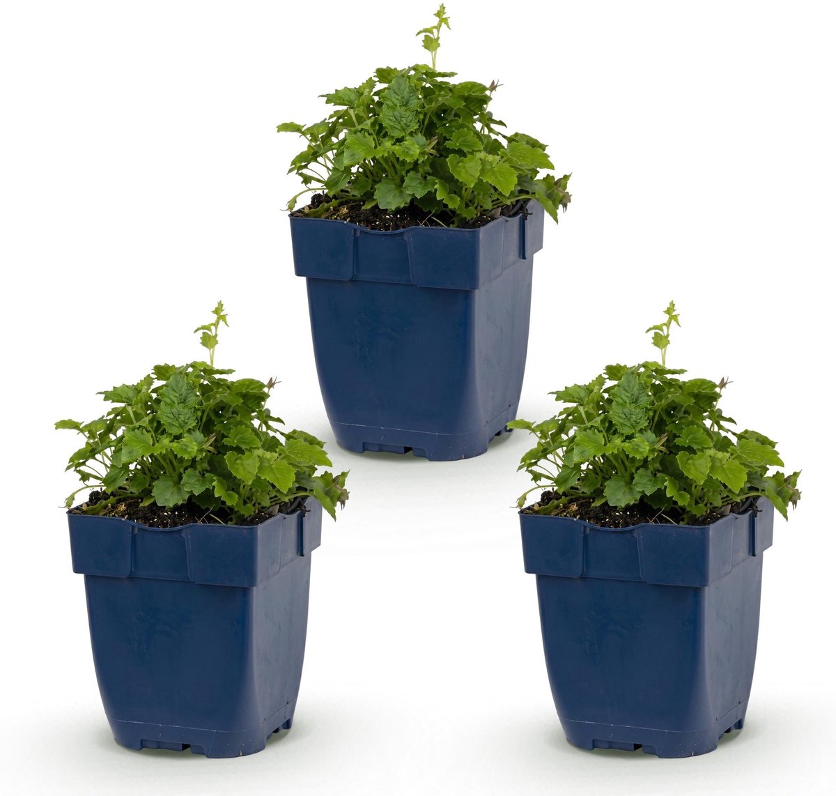 Green boutiQ - Vasteplant - Campanula posch. Lisduggan Variety - Perzikbladklokje - Bodembedekkend - Wit - 3 Planten - Pot 11cm - Hoogte 15-25cm