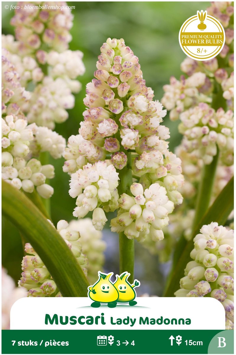 4 Zakjes Muscari Lady Madonna maat 8/+