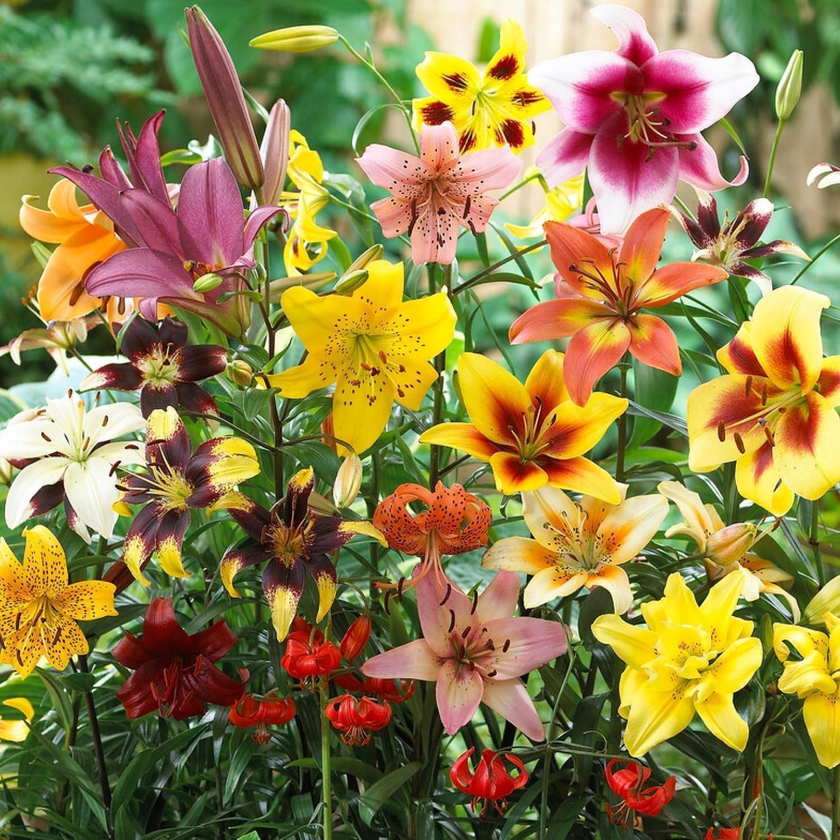 SnelShoppen - 50 x Super Collectie All Summer Lily Bollen, Mix van Minstens 20 Soorten, Meerjarig en Winterhard, Perfect voor Tuin, Balkon, Potten en