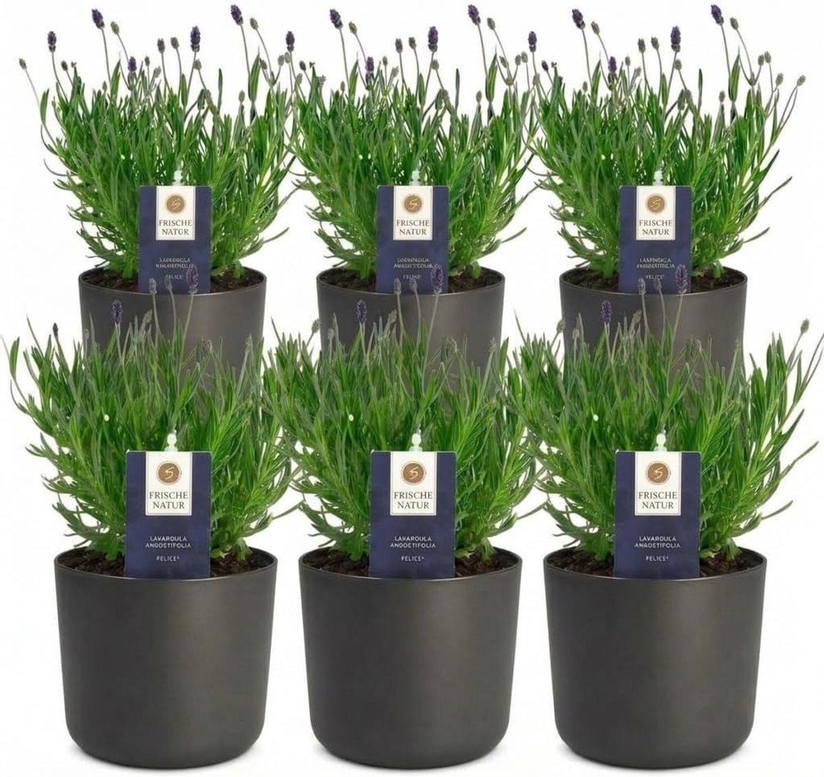 SnelShoppen - Happy Plants Lavandula angustifolia | 6 Echte Lavendelplanten in Decoratieve Zinkpot | 12 cm | Winterhard, Meerjarig | Geurende Tuinplan
