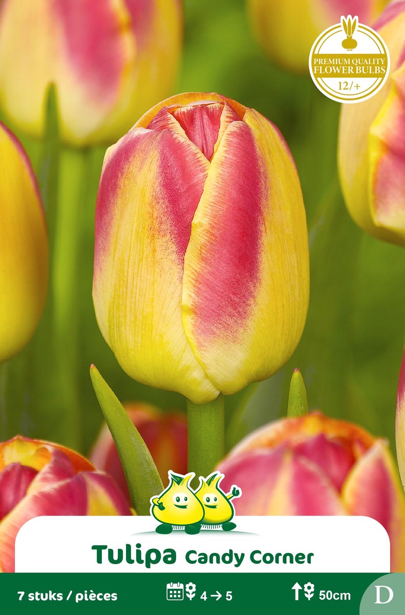 2 Zakjes Triumph Tulpen Candy Proud maat 12/+