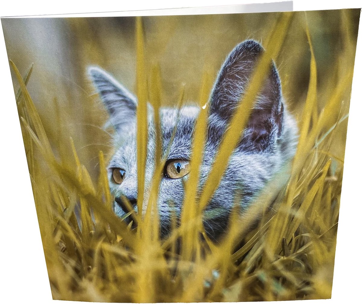 Hiding Cat Square Blank Birthday Card - ShopVlot