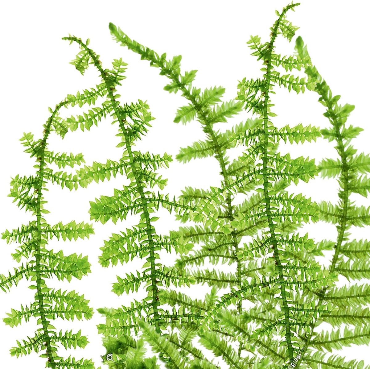 AquaBreedingSkill Taxiphyllum sp. 'Taiwan Moss' in vitro – levende aquariumplant, hangende bladeren, zonder - ShopVlot