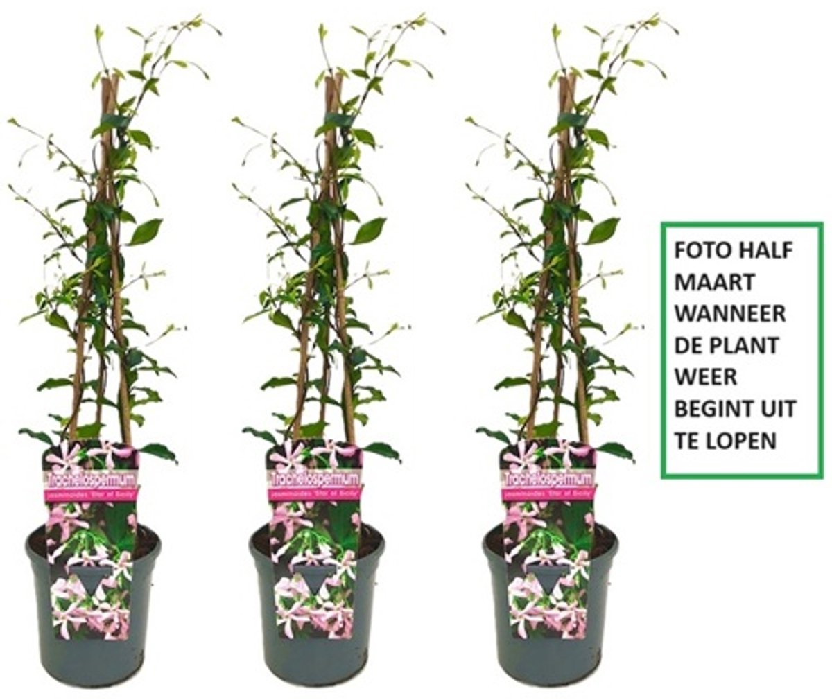 3 x Roze Toscaanse Jasmijn: 3 halen, 2 betalen! | Set van 3 x Roze Sterjasmijn (Star of Sicily / Pink Air / Pink Showers) voor 1 strekkende meter Haag - Groenblijvend / Wintergroen en Winterhard | 3 x 1,5 liter pot (Star of Ibiza) | Hoogte 60-80cm