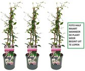 3 x Roze Toscaanse Jasmijn: 3 halen, 2 betalen! | Set van 3 x Roze Sterjasmijn (Star of Sicily / Pink Air / Pink Showers) voor 1 strekkende meter Haag - Groenblijvend / Wintergroen en Winterhard | 3 x 1,5 liter pot (Star of Ibiza) | Hoogte 60-80cm