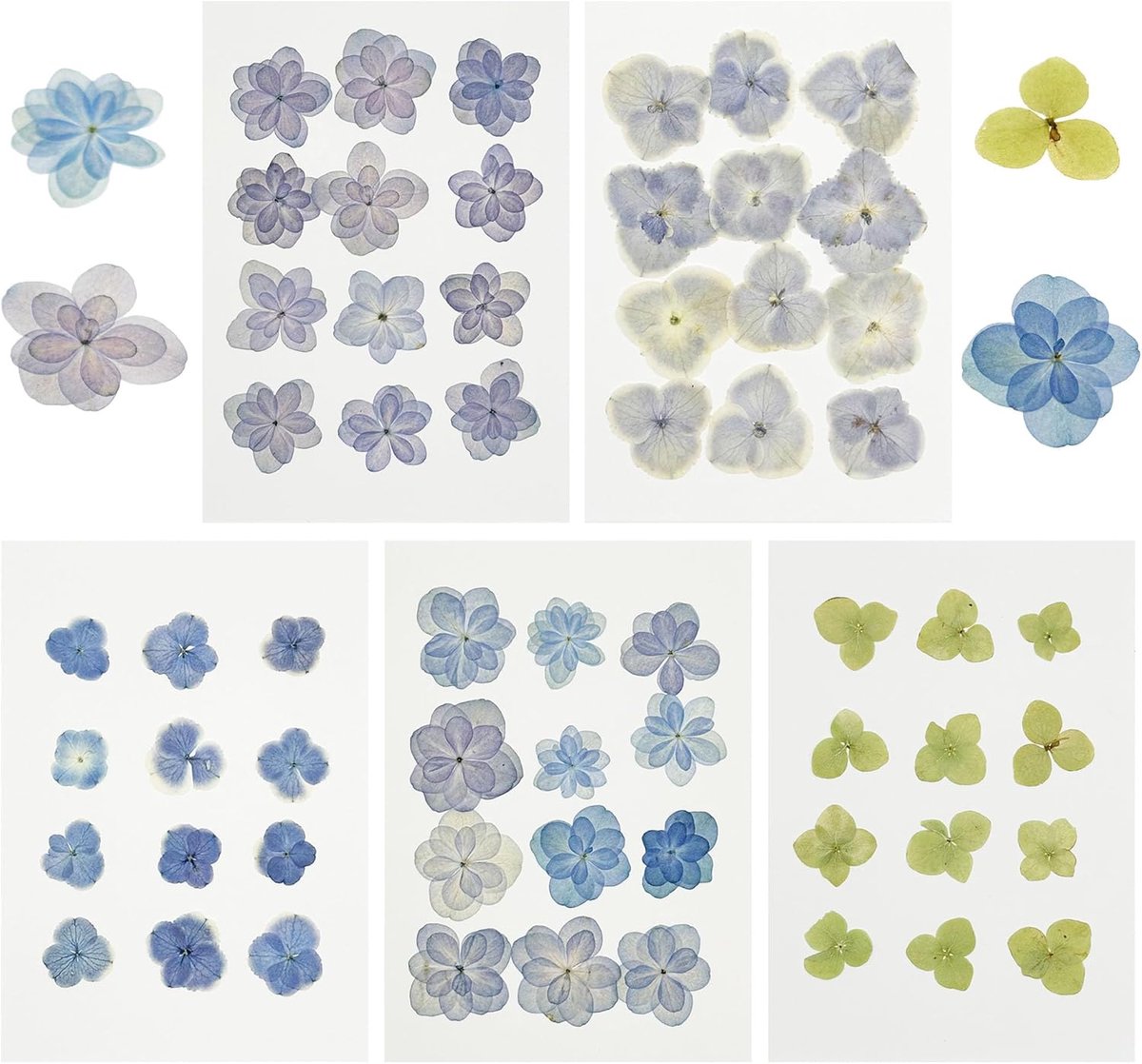 Gedroogde Bloemen voor Hars - 60 Stuks Hortensia - Natuurlijke Geperste Bloemen - Perfect voor DIY Kaarsen - ShopVlot