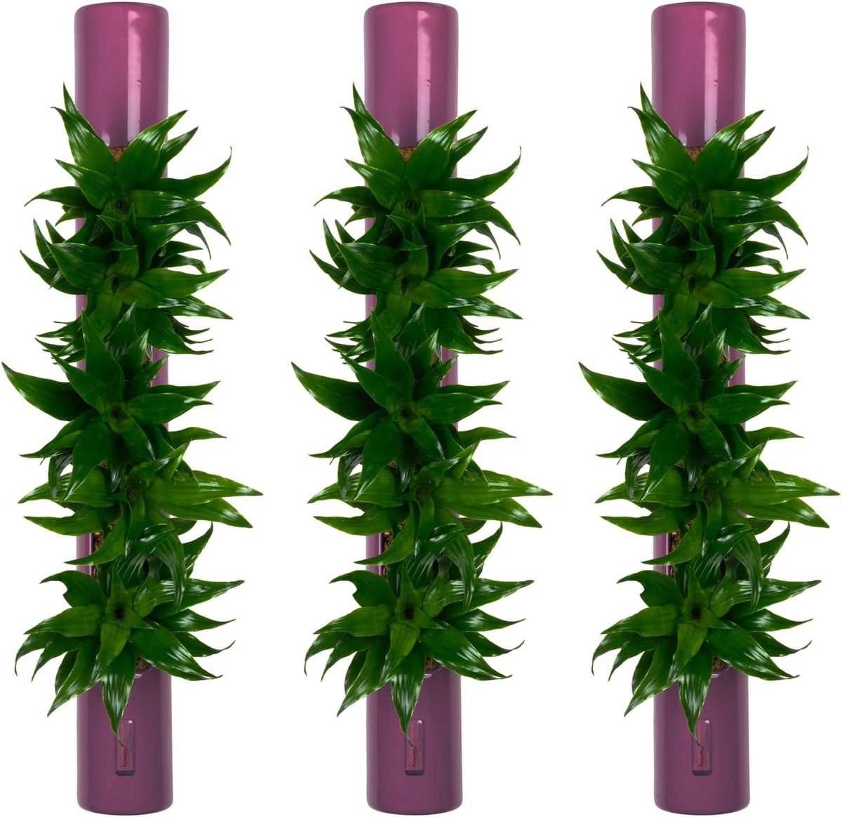 Flowerbox Set van 3 bigTube - violet - 65x7,5 cm - ShopVlot