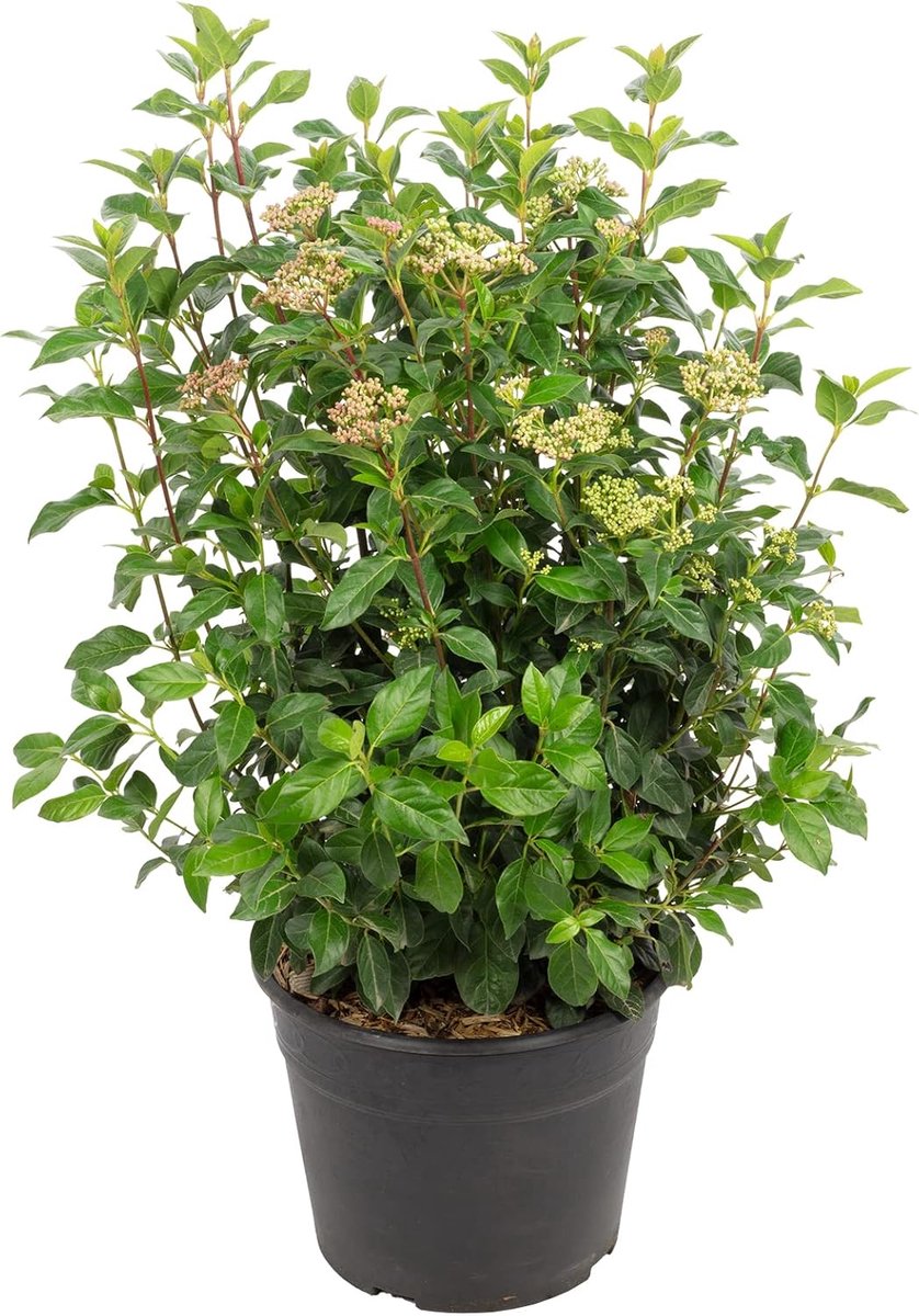 Bay snowball pink-white - Viburnum tinus 'Eve Price' - height approx. 55 cm, pot-Ø 26 cm - ShopVlot