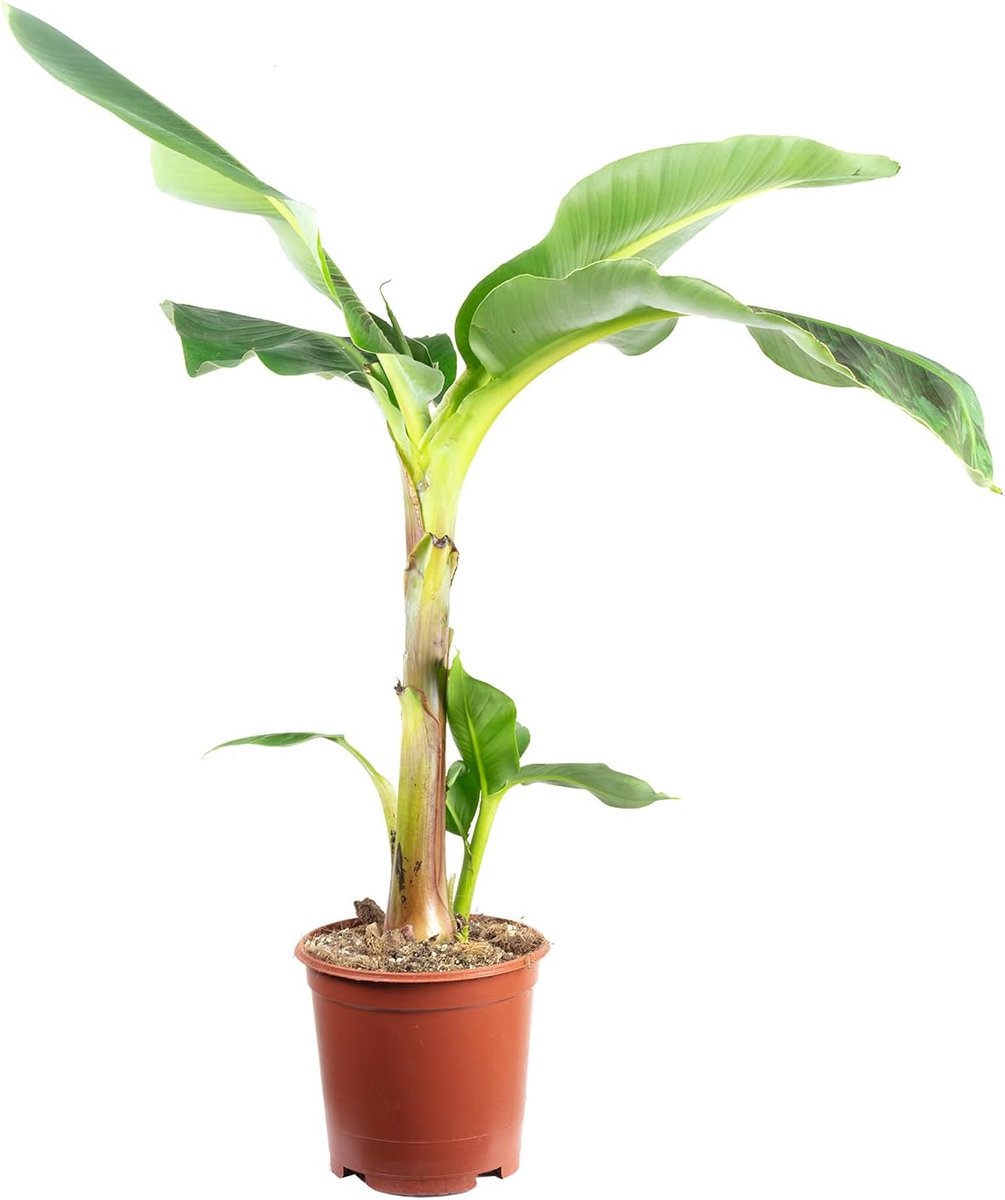 Banana plant - real houseplant, Musa 'Dwarf Cavendish' - height 95 cm, pot-Ø 21 cm - ShopVlot