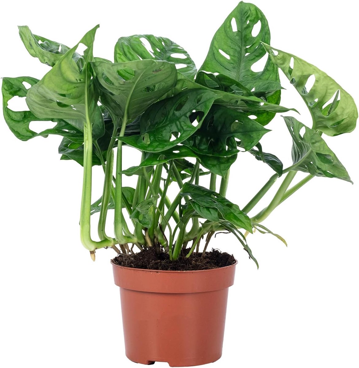 Window leaf - low maintenance houseplant, Monstera 'Monkey' - height approx. 25 cm, pot diameter 12 cm - ShopVlot