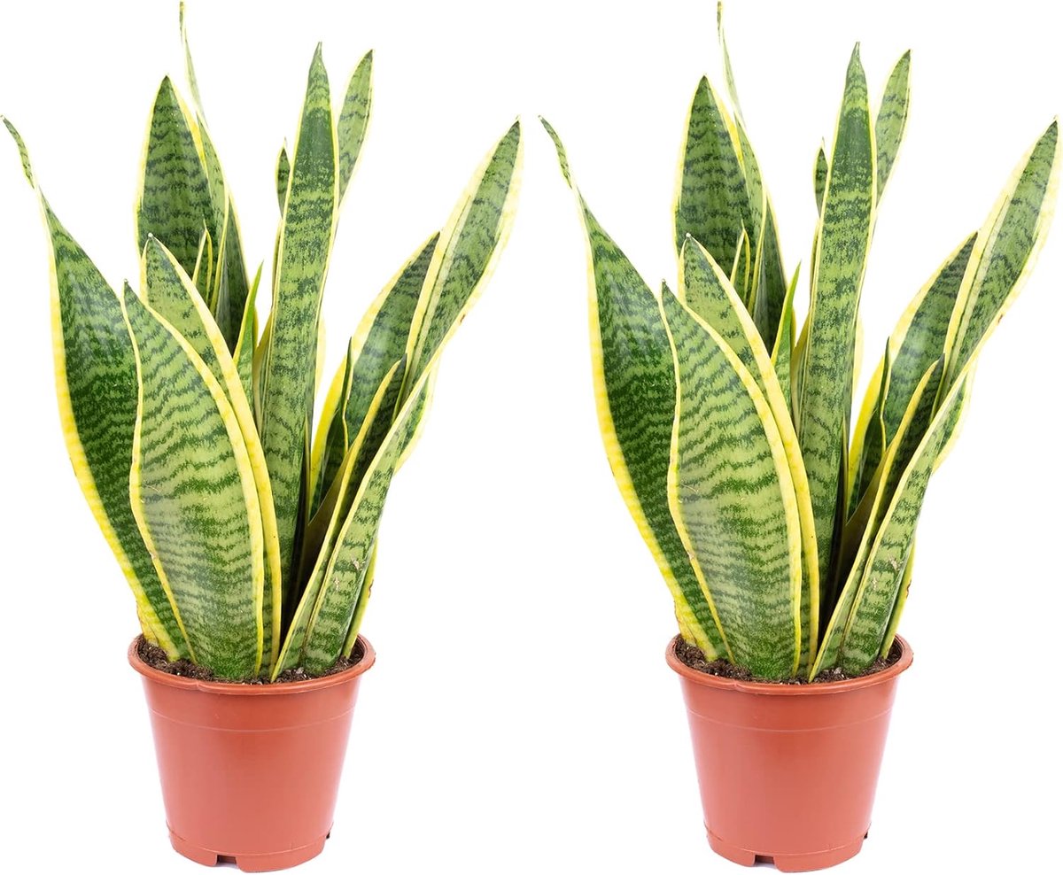 Sansevieria trifasciata Laurentii, set of 2 bow hemp, easy-care indoor plant, height approx. 35 cm, pot diameter 12 cm - ShopVlot