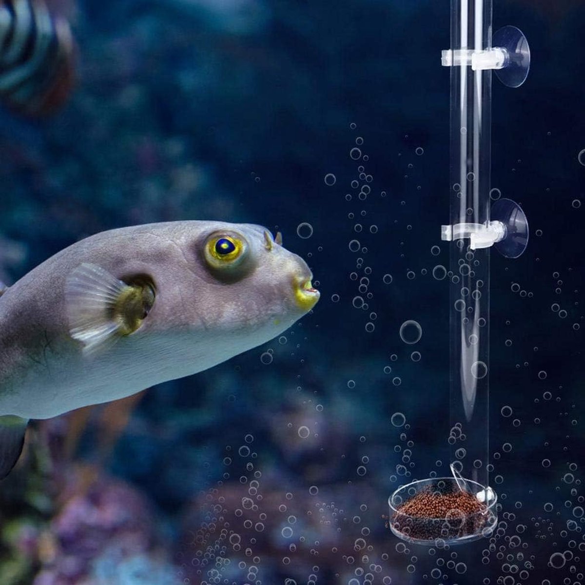 Aquarium voederbuis en schotel 20cm - transparant acryl - duurzaam - houdt aquarium schoon - ShopVlot