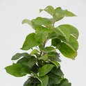 Jonge groene appelboom met veel bladeren aan een witte achtergrond.