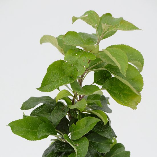 Jonge groene appelboom met veel bladeren aan een witte achtergrond.